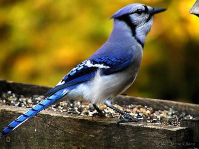 Colorful BlueJay