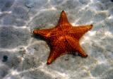 Starfish in the Abacos