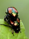 <b>Japanese Beetles