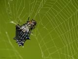 Spiny-bodied Orb Weaver - 2004