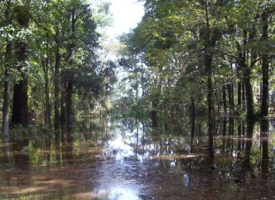 1fromswamp.jpg
