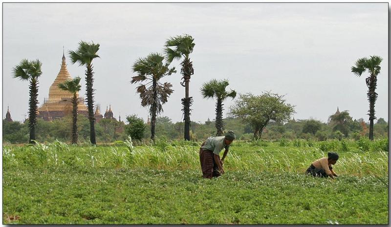 Peanut farming and temples, Bagan
