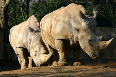 Rhinoceri