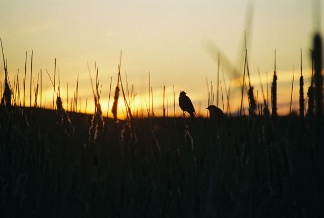 Red Winged Blackbirds