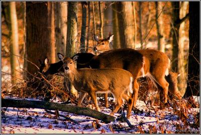 Deer pack II pc.jpg