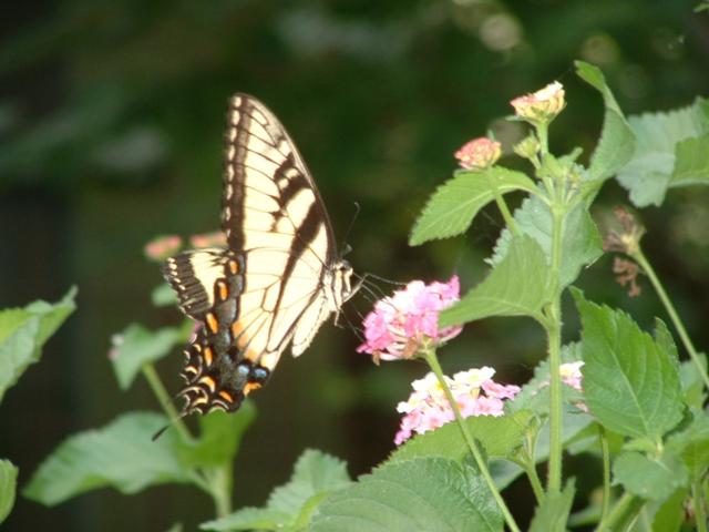 swallowtail10.JPG