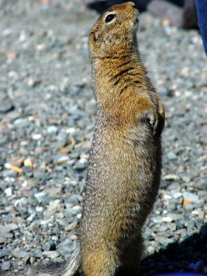 Denali  Arctic Ground Squirrel