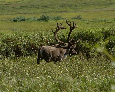 Denali  Barren Ground Caribou