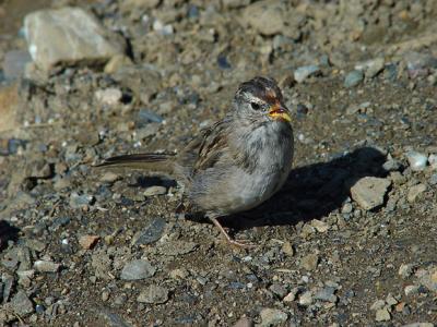 Denali  immature White-crowned Sparrow