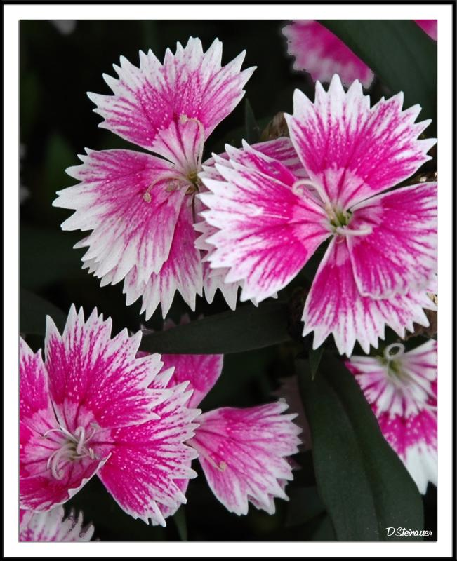 10/12/04 - Toujours Fleurs