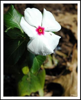 8/9/05a - Vinca (obviously not a Busy Lizzie)