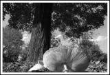 9/30/04 - Fall Shroom (B&W)