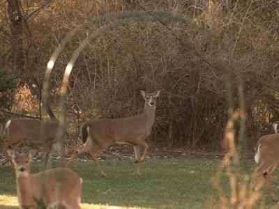 Deer in the yard 6405.jpg