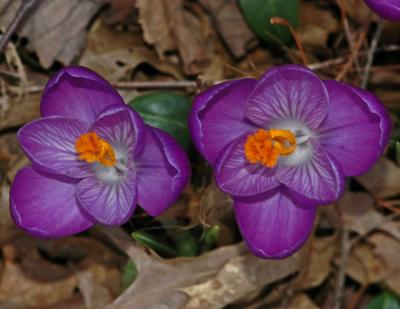 spring crocus02a.jpg