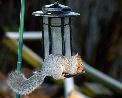 u39/edmondm/medium/34988245.DSC_4977Web.jpg