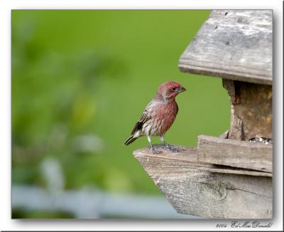 u39/edmondm/medium/35027647.DSC_4990Web.jpg