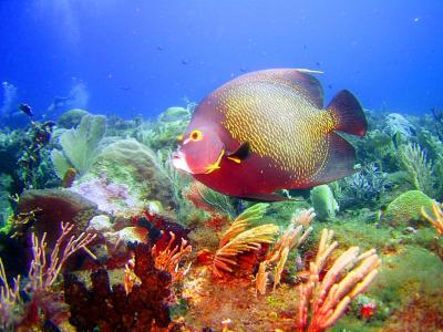 u39/eldarrio/medium/35061602.vidadelmar157a.jpg