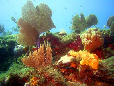 Corals backyard