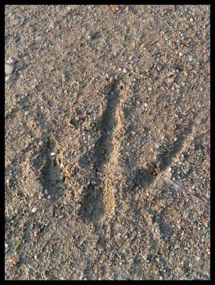 u39/elisa75/medium/25521114.footprint.jpg