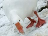 eating snow