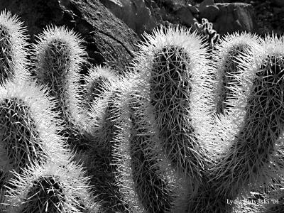 Sinister Patch of  Cactus