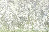 Isblomster