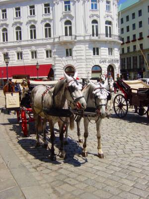 Lippizian Horses, Vienna, Austria
