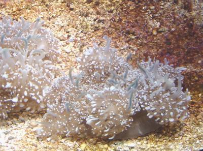 Cassiopeia-jellyfish