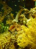 Yellow coral Fish