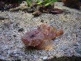 Stonefish