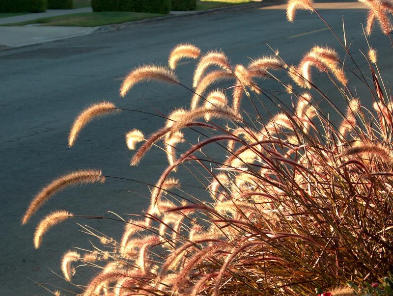 Fountain Grass