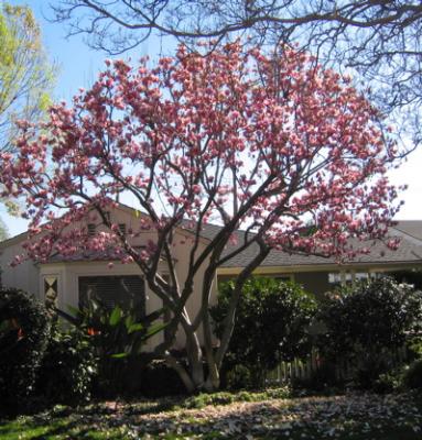 Magnolia Tree.jpg