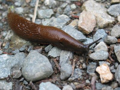 Brown Slug