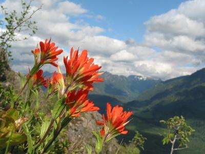 Wildflowers and Middle Fork Area Peaks
