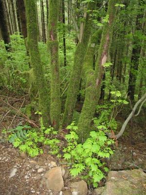 Mossy Trees