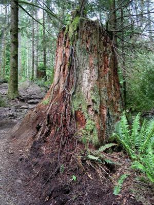 Sapling Roots Descending Stump