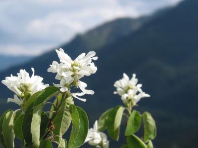 Wildflowers and Mt. Washington