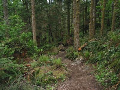 Forest Trail