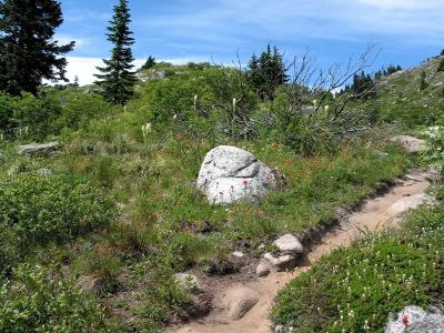 Trail in Spring