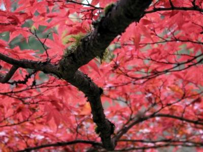 Seattle - Japanese Gardens/Washington Park Arboretum