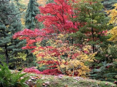 Fall Maple