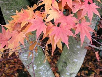 Maple Tree and Leaves