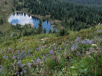 Wildflowers and Lake