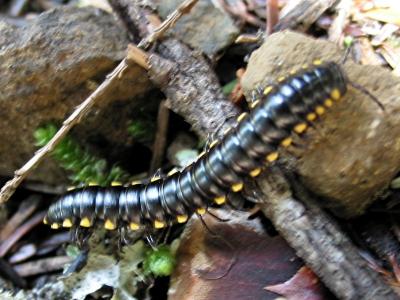 Millipede