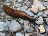 Brown Slug