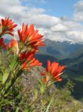 Wildflowers and Blue Skies