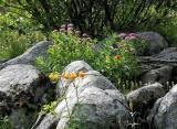 Spring Wildflowers