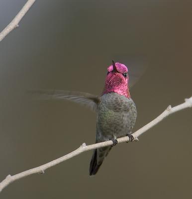 hummingbirds