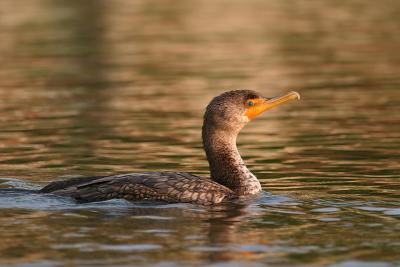 Double-Crested Cormorant