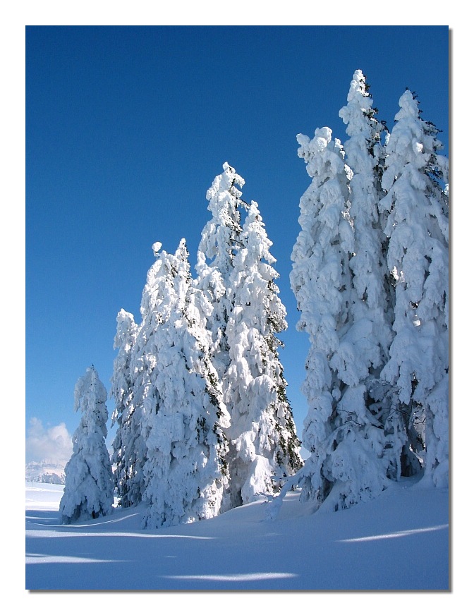 White Fir Trees